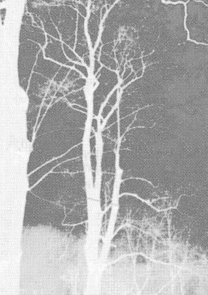 Как звучит центр города?