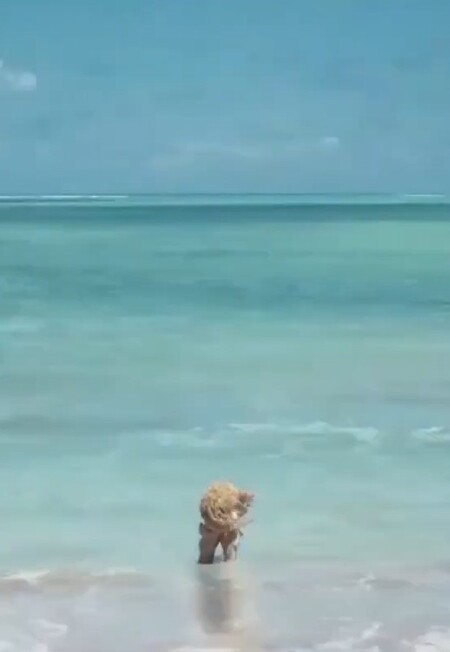 Образ воды как символ изменений в анимированном документальном кино