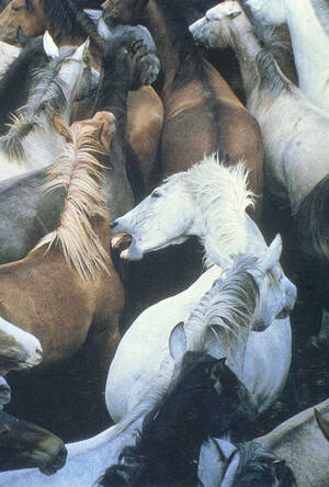 Лошадь бьют: от насилия к сексуальности и обратно