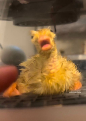 Communication Theory