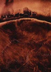 Пленка как соавтор