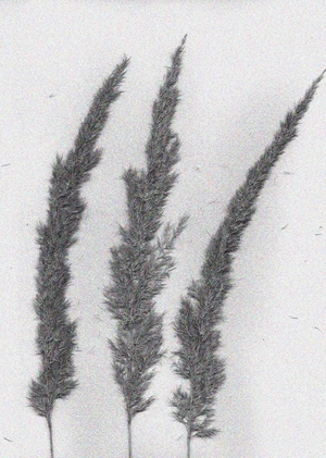 Граница между живым и неживым