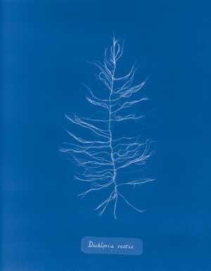 IV глава: Экологические и этические последствия