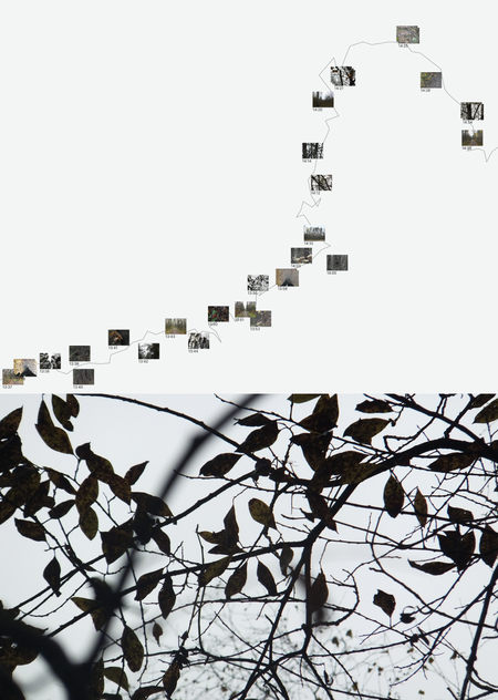 Опыт наблюдения за птицами