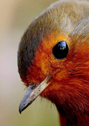 Анализ популяции вымирающих видов птиц