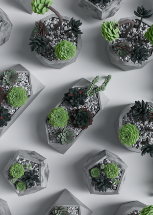 Коллекционные наборы модульных суккулентов Grow&Build