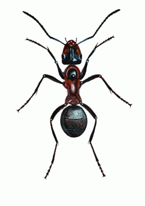 Муравьед по имени Року