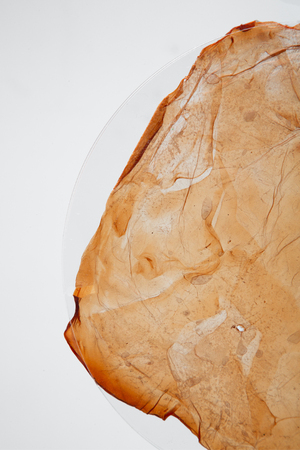 Некрологи чайного гриба