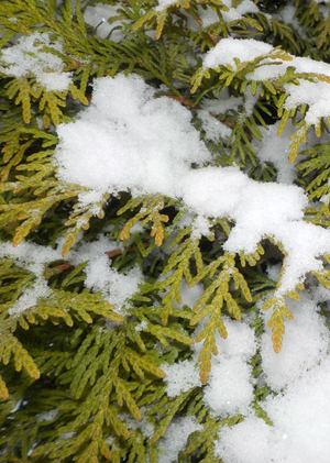 Revisioning the Value of Cold