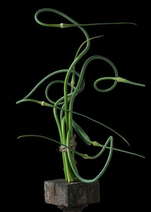 Анализ условий взращивания салата-латука