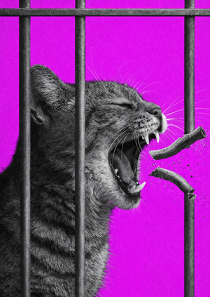 Плакаты для PETLINK