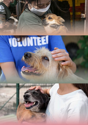 Аналитика помощи животным