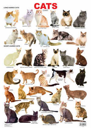 Визуализация параметров кошачьих пород