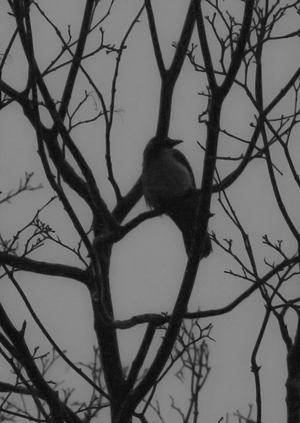 Мыслящий и Помнящий