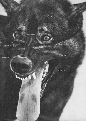 Постеры для груминга TRIMMERRR