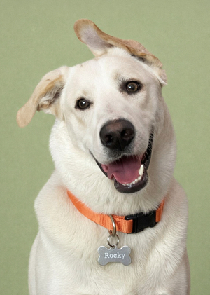 Анализ популярных кличек для собак