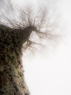 Записки ёжика в тумане