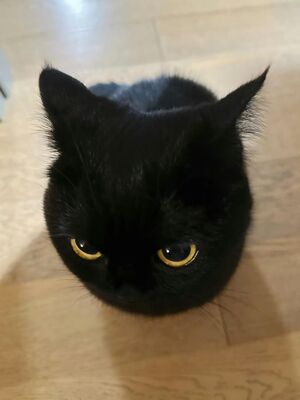 Инфографика для АнтиКусь