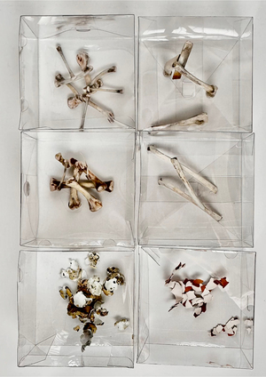 Современные останки