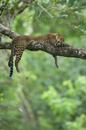 Сон в мире животных: анализ и визуализации