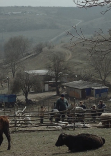 The Image of the Caucasus Through the Eyes of Sokurov’s Studio Graduates The Image of the Caucasus Through the Eyes of Sokurov’s Studio Graduates