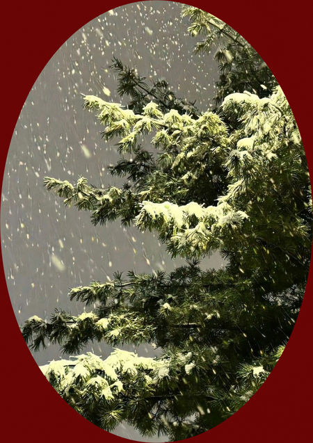 Анализ данных: елочные базары в Москве