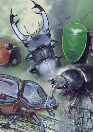 Анализ жуков