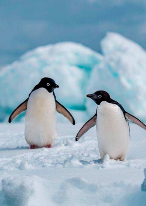 Анализ данных о пингвинах архипелага Палмер (Антарктида)