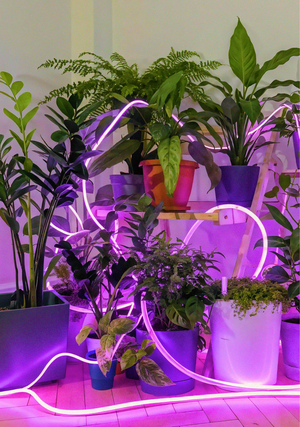 Гибкая и умная фито-лента