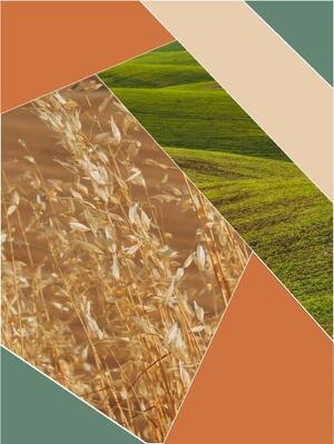 Сервис аренды ковров-самолётов