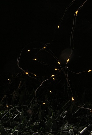 why do fireflies die so soon?