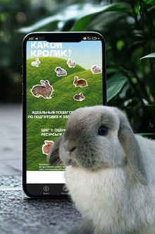Какой Кролик?