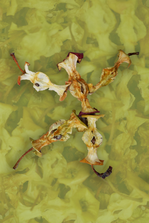 Антропофагия