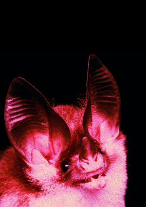 плакаты для оптики «Дэйбэт»