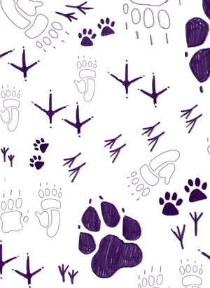 Сколько зверят?