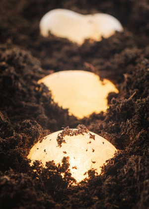 Светильник Плоды