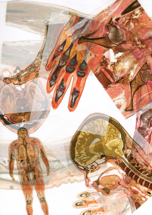 Анатомический театр