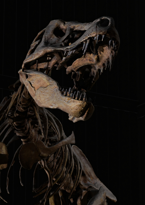 Steven Spielberg: Jurassic Park