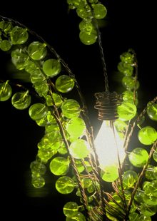 LUMEN PLANT