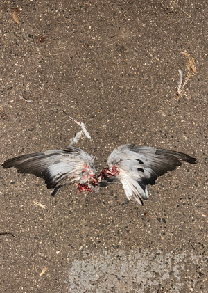 притяжение к отвратительному