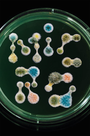 Акцидентный шрифт «MICRO»