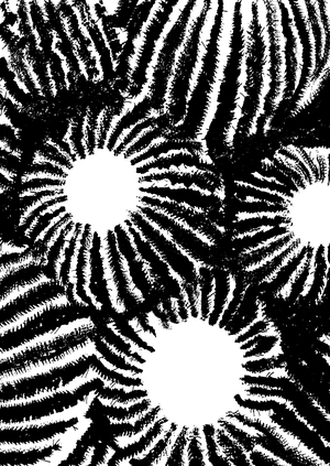 Кактусы. Трактат о честности