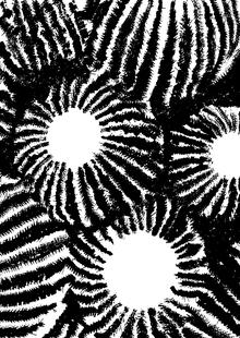 Кактусы. Трактат о&nbsp;честности