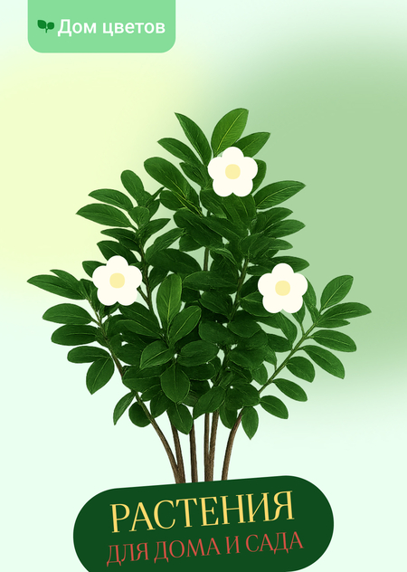 Интернет-магазин садовых растений