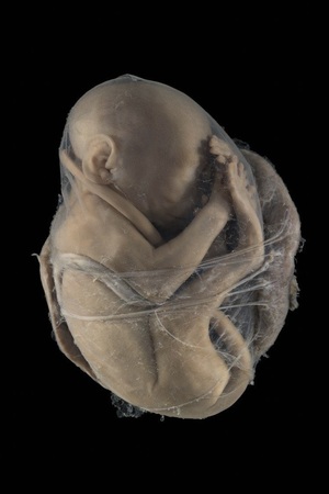 Модернизированная комната Вулф