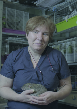 Домашняя клиника для крыс