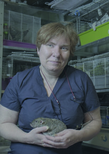 Домашняя клиника для крыс