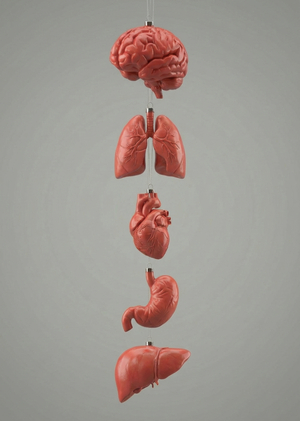 Органоиды 2026