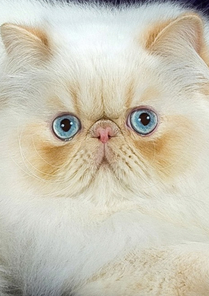 персы
