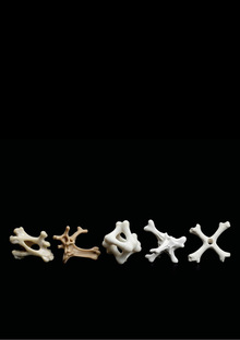 Bone Appetit